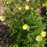 Ranunculus acris f. 'Citrinus'